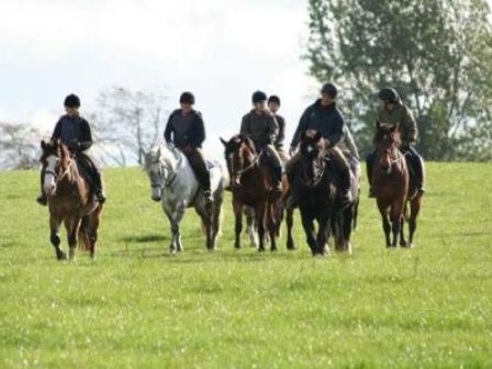 Equestrian Training 